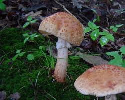 Attēlu rezultāti vaicājumam “Amanita rubescens”