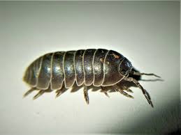 Attēlu rezultāti vaicājumam “Armadillidium pulchellum”