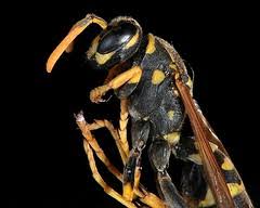 Attēlu rezultāti vaicājumam “Choerades sp.”