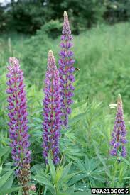 Attēlu rezultāti vaicājumam “Lupinus polyphyllus flower”