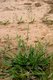 Attēlu rezultāti vaicājumam “Lophozia badensis sporophyte”