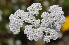 Image result for Achillea millefolium