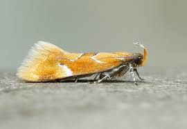 Attēlu rezultāti vaicājumam “Epicallima formosella”