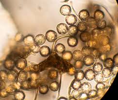 Attēlu rezultāti vaicājumam “Cribraria aurantiaca var. persoonii”