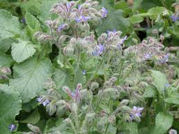 Image result for Borago officinalis