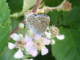 Attēlu rezultāti vaicājumam “Maculinea alcon upperside”