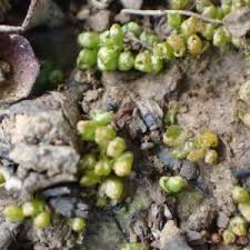 Attēlu rezultāti vaicājumam “Acaulon muticum”