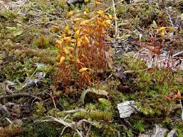 Attēlu rezultāti vaicājumam “Funaria hygrometrica”