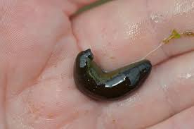 Attēlu rezultāti vaicājumam “Haemopis sanguisuga”