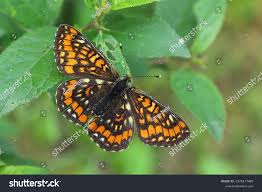 Attēlu rezultāti vaicājumam “Euphydryas maturna”