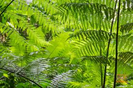 Image result for синхараджа