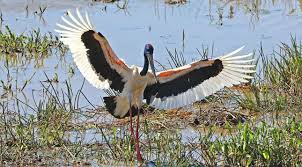 Billedresultat for kakadu n...