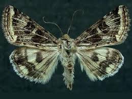 Attēlu rezultāti vaicājumam “Protoschinia scutosa”