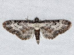 Attēlu rezultāti vaicājumam “Eupithecia succenturiata”