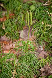 Attēlu rezultāti vaicājumam “Diphasium complanatum”