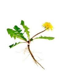 Attēlu rezultāti vaicājumam “Taraxacum officinale aggr. fruit”