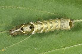 Attēlu rezultāti vaicājumam “Abrostola triplasia”