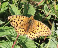 Attēlu rezultāti vaicājumam “Argynnis aglaja”