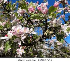 Attēlu rezultāti vaicājumam “Malus domestica flower”