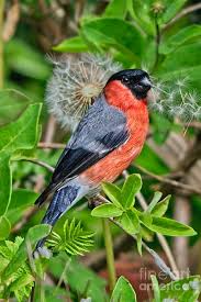 Attēlu rezultāti vaicājumam “Pyrrhula pyrrhula male”