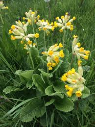 Attēlu rezultāti vaicājumam “Primulaceae”