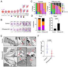 Attēlu rezultāti vaicājumam “Colloderma oculatum plasmodium”
