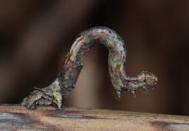 Attēlu rezultāti vaicājumam “Crocallis elinguaria larva”