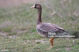 Attēlu rezultāti vaicājumam “Anser albifrons”