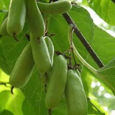 Attēlu rezultāti vaicājumam “Actinidia kolomikta fruit”