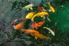 Image result for Cyprinus rubrofuscus