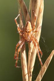 Attēlu rezultāti vaicājumam “Araneus diadematus juvenile”