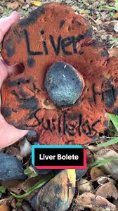 Attēlu rezultāti vaicājumam “Brefeldia maxima young”