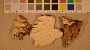 Attēlu rezultāti vaicājumam “Antrodia pulvinascens”