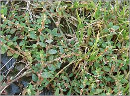Attēlu rezultāti vaicājumam “Polygonum arenastrum flower”