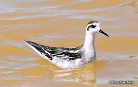 Attēlu rezultāti vaicājumam “Phalaropus fulicarius adult”