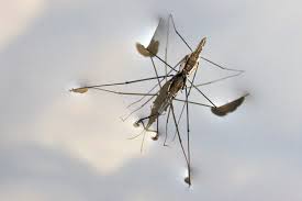 Attēlu rezultāti vaicājumam “Aquarius najas”