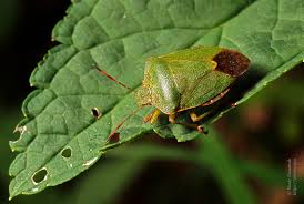 Attēlu rezultāti vaicājumam “Palomena prasina”