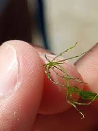 Attēlu rezultāti vaicājumam “Chara globularis”