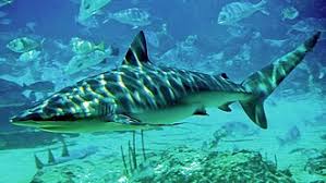 Image result for Carcharhinus obscurus