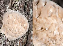 Attēlu rezultāti vaicājumam “Fomitopsis pinicola”