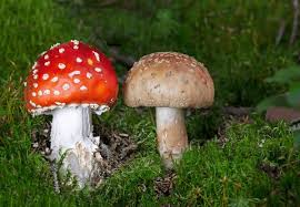 Attēlu rezultāti vaicājumam “Amanita rubescens”