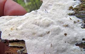 Attēlu rezultāti vaicājumam “Sidera lenis”