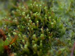 Attēlu rezultāti vaicājumam “Barbilophozia lycopodioides”