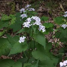 Attēlu rezultāti vaicājumam “Lunaria rediviva bud”