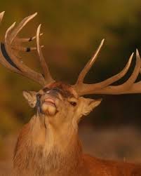 Attēlu rezultāti vaicājumam “Cervus elaphus”