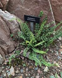 Attēlu rezultāti vaicājumam “Asplenium viride”