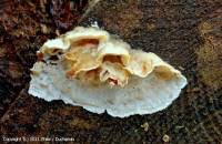 Attēlu rezultāti vaicājumam “Skeletocutis carneogrisea”