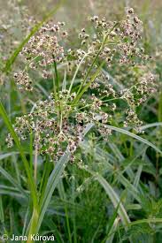 Attēlu rezultāti vaicājumam “Scirpus sylvaticus flower”