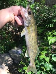 Image result for Sander canadensis/vitreus