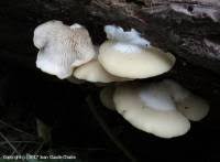 Attēlu rezultāti vaicājumam “Crepidotus applanatus”